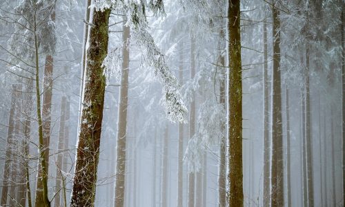 winter trees